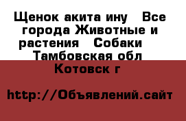 Щенок акита ину - Все города Животные и растения » Собаки   . Тамбовская обл.,Котовск г.